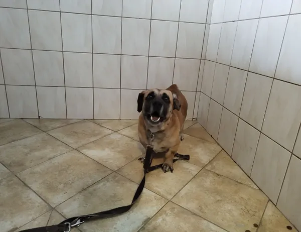 Znaleziono psa, Świdnica, 21 lutego 2023