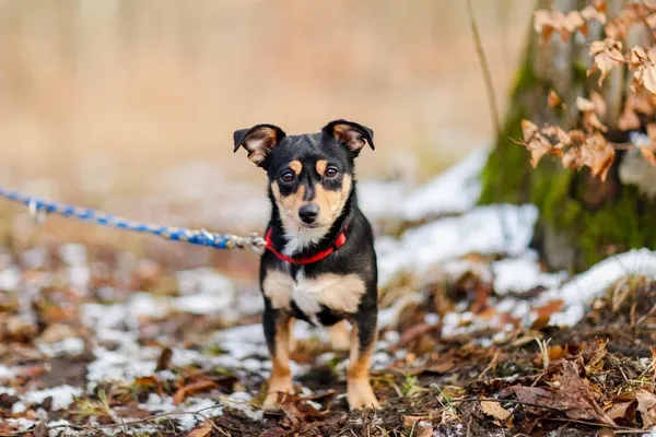 Pies do adopcji, Elbląg, 26 lutego 2023 (2/5)