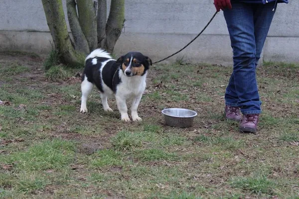 Pies do adopcji, Bełchatów, 30 stycznia 2023 (4/5)