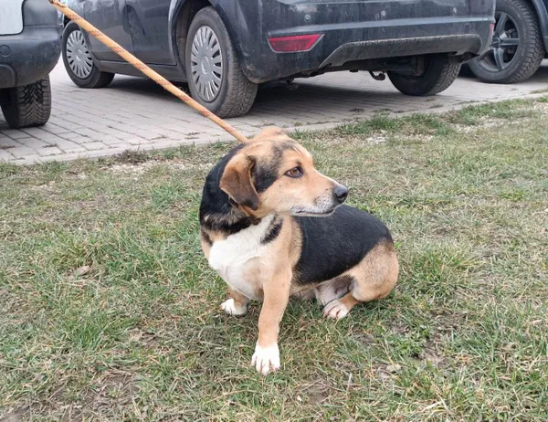 Znaleziono psa, Świdnica, 15 marca 2023
