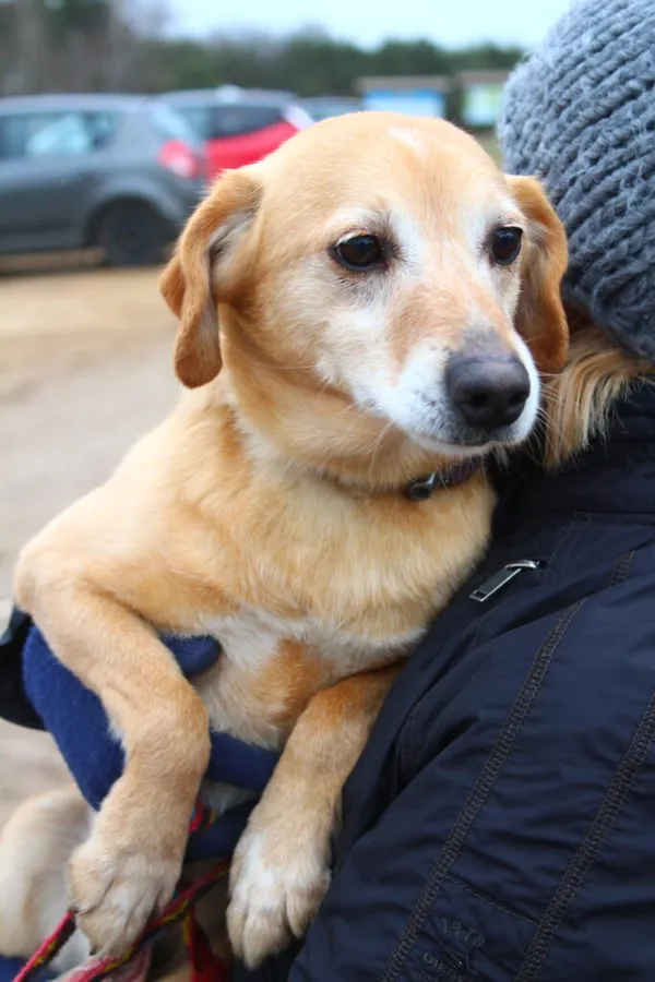 Pies do adopcji, Przyborówko, 16 marca 2023 (1/3)