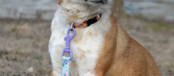 Pies do adopcji, Biała Podlaska, 30 stycznia 2023