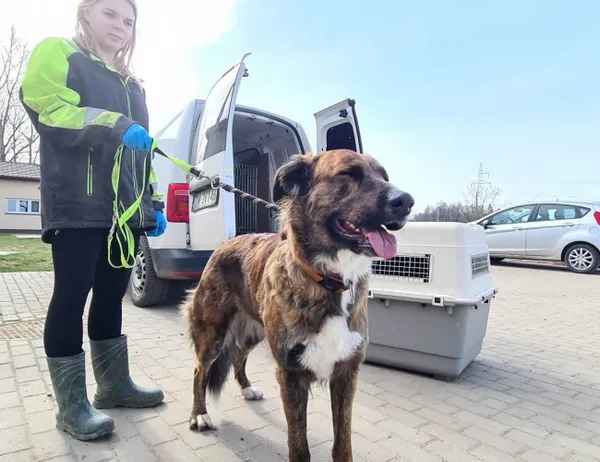 Znaleziono psa, Świdnica, 18 marca 2023