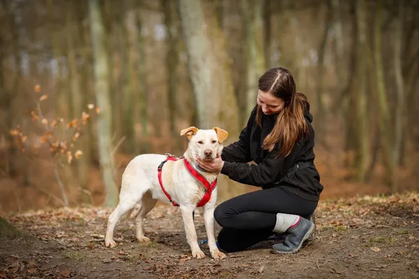 Pies do adopcji, Elbląg, 22 stycznia 2023 (2/5)