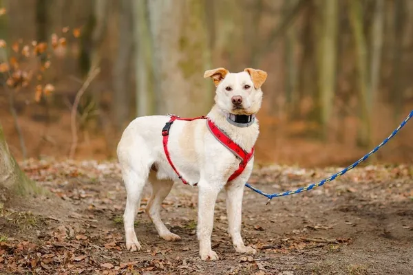 Pies do adopcji, Elbląg, 22 stycznia 2023 (4/5)