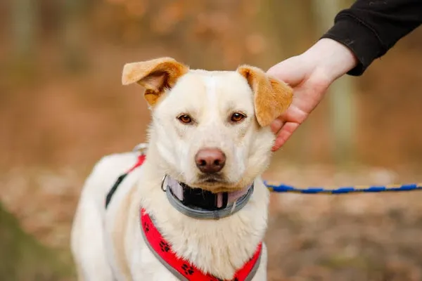 Pies do adopcji, Elbląg, 22 stycznia 2023 (5/5)