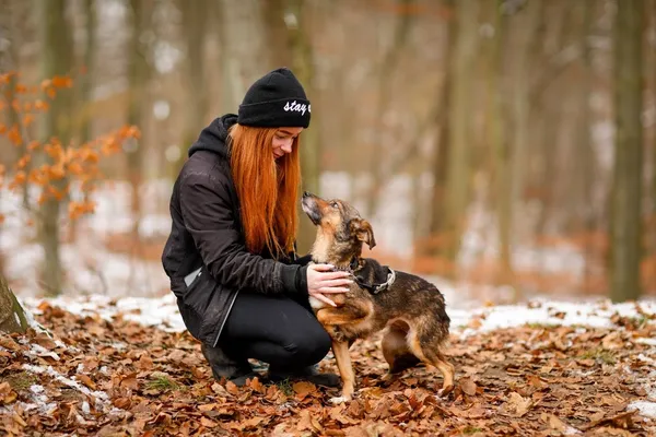 Pies do adopcji, Elbląg, 20 września 2022 (2/5)