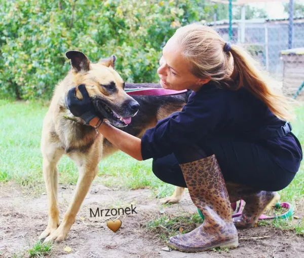 Pies do adopcji, Przyborówko, 7 listopada 2023 (4/4)