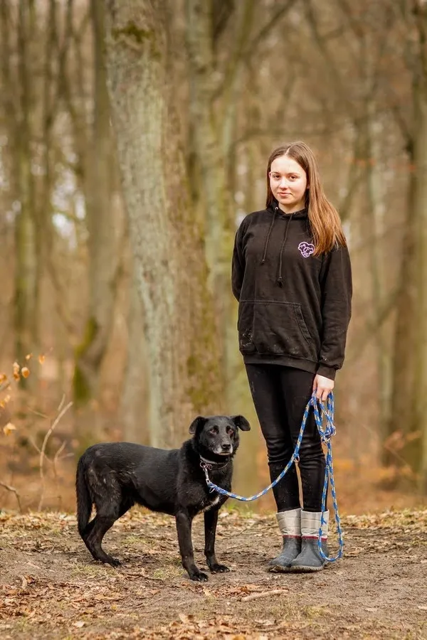 Pies do adopcji, Elbląg, 9 września 2022 (1/5)