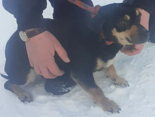 Znaleziono psa, Radom, 1 lutego 2021