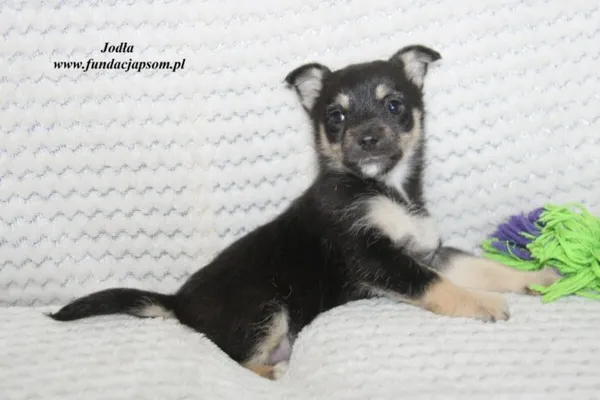 Pies do adopcji, Nowy Dwór Mazowiecki, 17 marca 2023 (1/5)