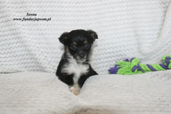Pies do adopcji, Nowy Dwór Mazowiecki, 17 marca 2023 (2/5)