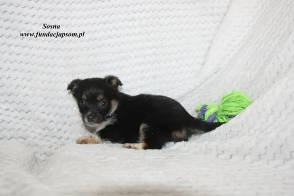 Pies do adopcji, Nowy Dwór Mazowiecki, 17 marca 2023 (4/5)