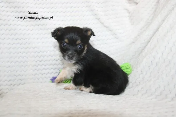 Pies do adopcji, Nowy Dwór Mazowiecki, 17 marca 2023 (5/5)