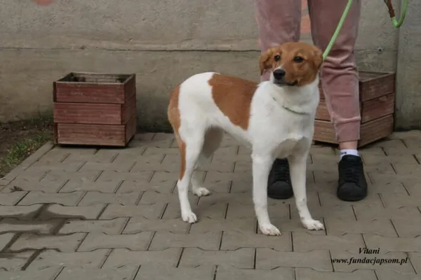 Pies do adopcji, Nowy Dwór Mazowiecki, 20 marca 2023 (2/5)
