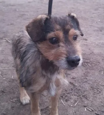 Pies do adopcji, Oborniki, 1 marca 2023