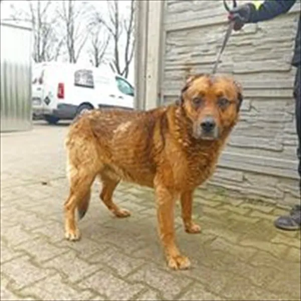 Znaleziono psa, Jędrzejewo, 20 marca 2023