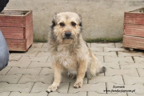 Pies do adopcji, Nowy Dwór Mazowiecki, 23 marca 2023 (2/5)