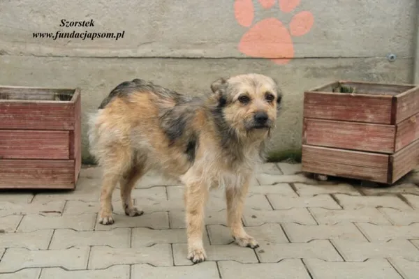 Pies do adopcji, Nowy Dwór Mazowiecki, 23 marca 2023 (4/5)