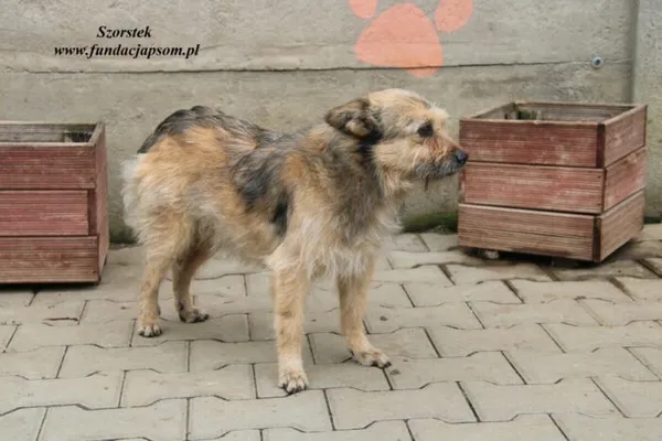 Pies do adopcji, Nowy Dwór Mazowiecki, 23 marca 2023 (5/5)