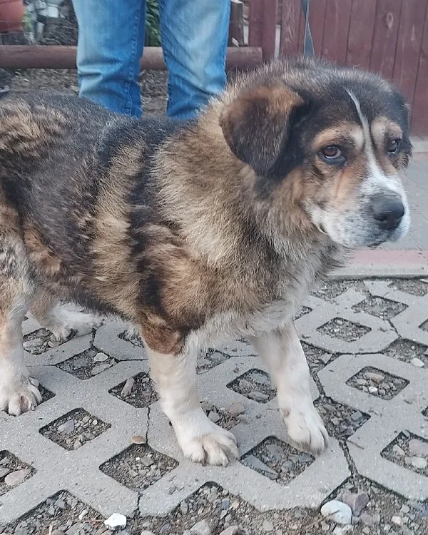 Znaleziono psa, Młodolino, 22 marca 2023