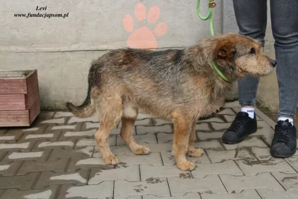 Pies do adopcji, Nowy Dwór Mazowiecki, 24 marca 2023 (1/4)