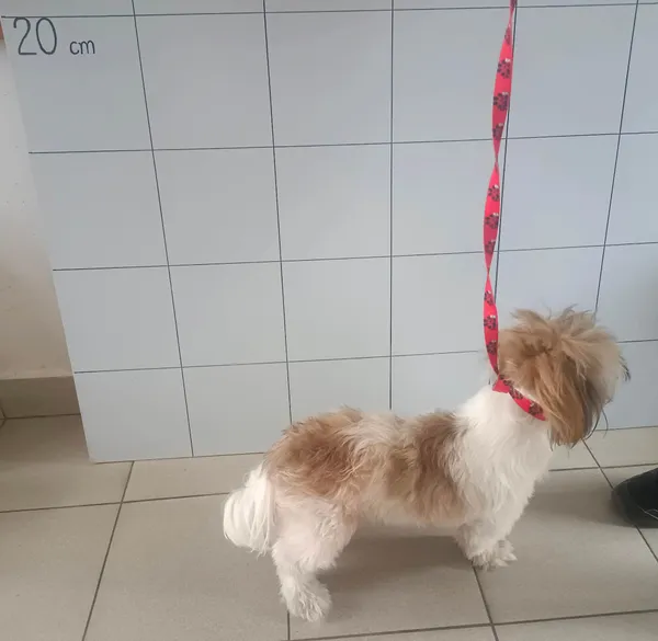 Znaleziono psa, Lublin, 25 marca 2023