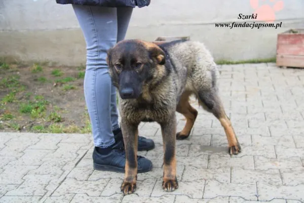Pies do adopcji, Nowy Dwór Mazowiecki, 23 marca 2023 (1/5)
