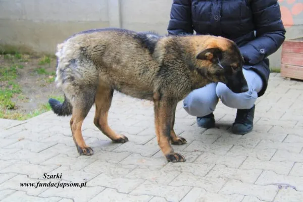 Pies do adopcji, Nowy Dwór Mazowiecki, 23 marca 2023 (2/5)