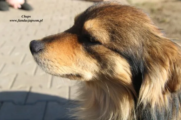 Pies do adopcji, Nowy Dwór Mazowiecki, 28 marca 2023 (3/5)