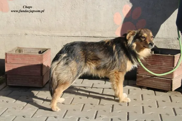 Pies do adopcji, Nowy Dwór Mazowiecki, 28 marca 2023 (4/5)