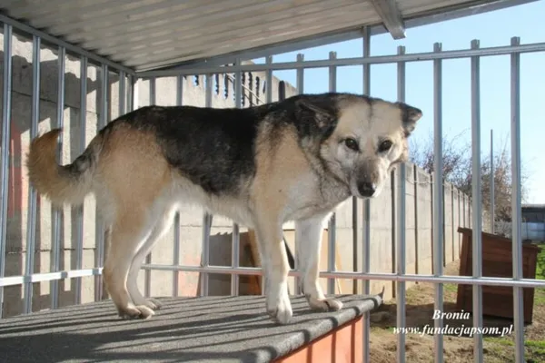 Pies do adopcji, Nowy Dwór Mazowiecki, 29 marca 2023 (4/5)
