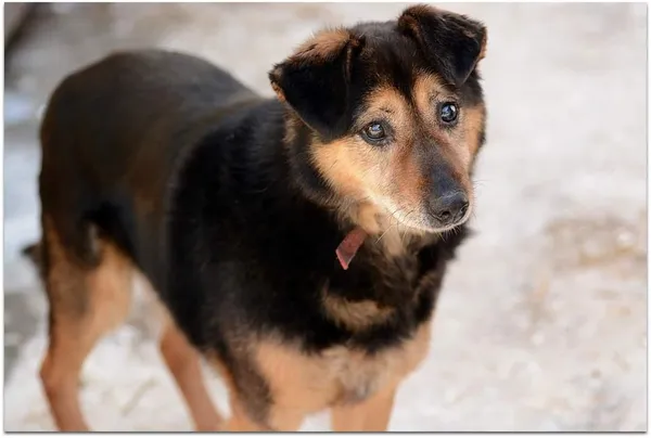 Pies do adopcji, Rytlów, 9 lutego 2023 (2/4)