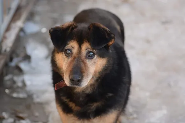 Pies do adopcji, Rytlów, 9 lutego 2023 (4/4)