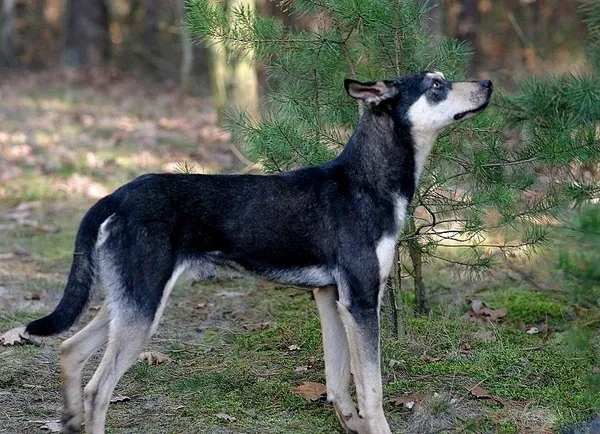 Pies do adopcji, Rytlów, 3 września 2022 (1/5)