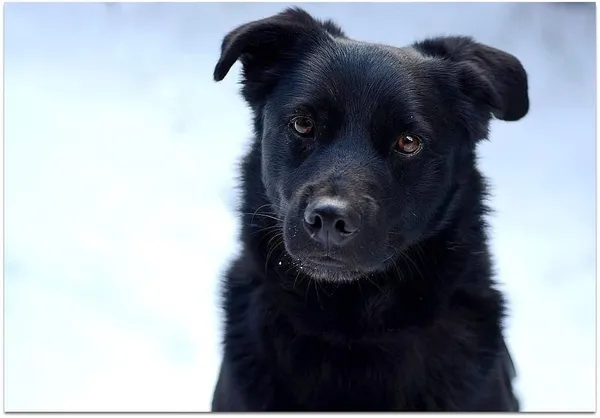 Pies do adopcji, Rytlów, 9 lutego 2023 (1/5)