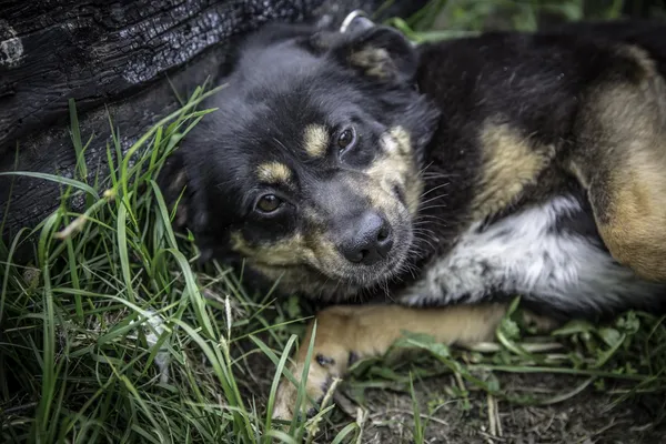 Pies do adopcji, Rytlów, 1 czerwca 2022 (2/4)