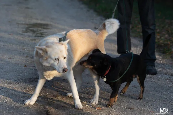 Pies do adopcji, Rytlów, 1 lutego 2020 (4/4)