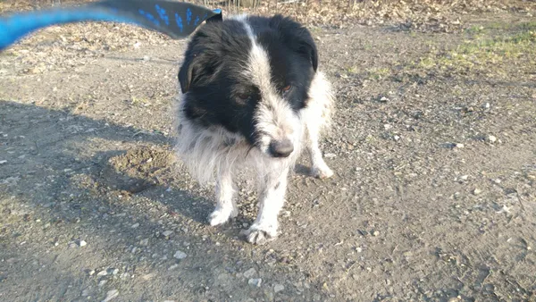 Znaleziono psa, Sosnowiec, 29 marca 2023