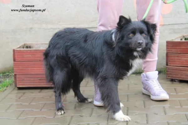 Pies do adopcji, Nowy Dwór Mazowiecki, 31 marca 2023 (2/5)