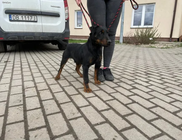 Znaleziono psa, Świdnica, 1 kwietnia 2023