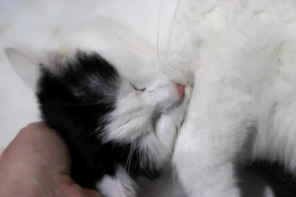 Kot do adopcji, Dłużyna Górna, 23 marca 2023 (2/5)