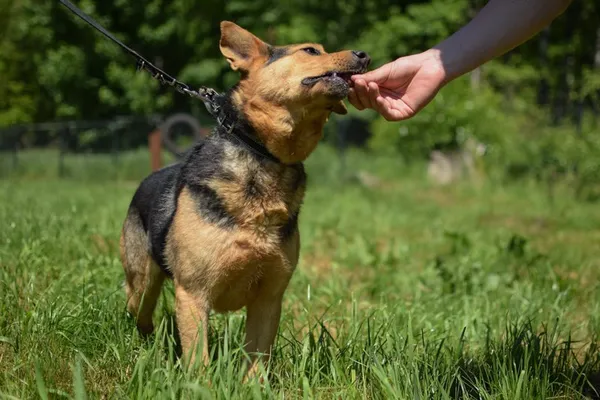 Pies do adopcji, Dłużyna Górna, 22 września 2022 (4/5)