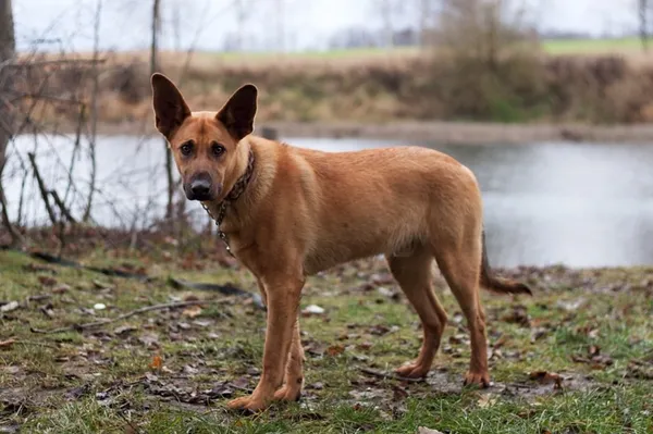 Pies do adopcji, Dłużyna Górna, 8 grudnia 2022 (5/5)