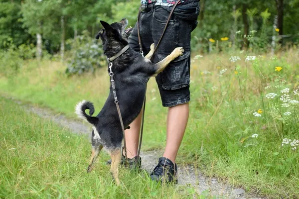 Pies do adopcji, Dłużyna Górna, 22 września 2022 (3/5)