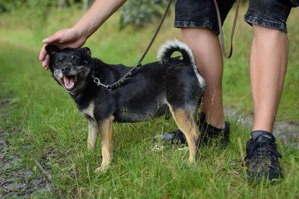 Pies do adopcji, Dłużyna Górna, 22 września 2022 (4/5)