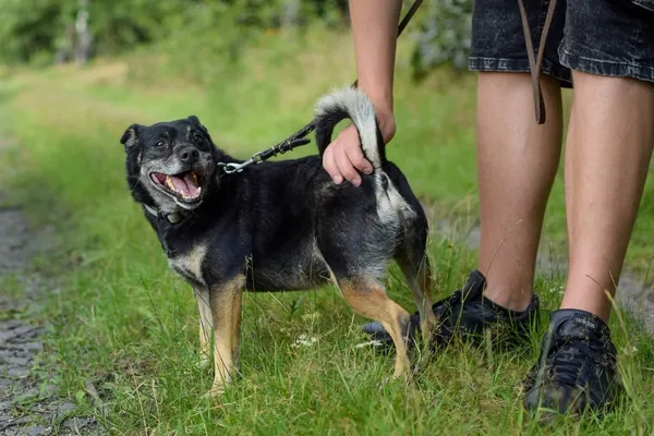 Pies do adopcji, Dłużyna Górna, 22 września 2022 (5/5)