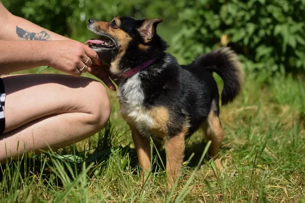 Pies do adopcji, Dłużyna Górna, 22 września 2022 (4/5)