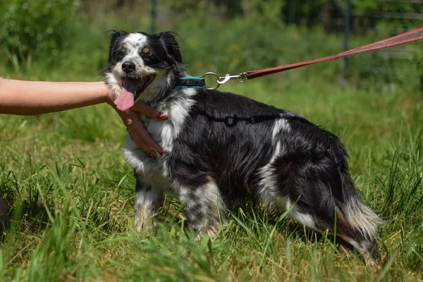 Pies do adopcji, Dłużyna Górna, 22 września 2022 (5/5)