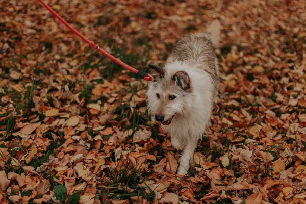 Pies do adopcji, Żywiec, 25 września 2019 (3/5)